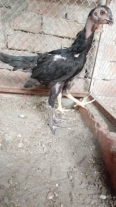 shamo female | black shamo | japanese shamo | shamu chicks