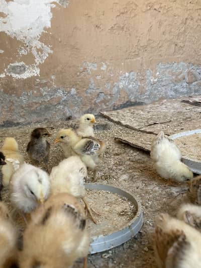 golden misri chicks