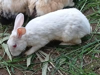 red eyes white rabbit