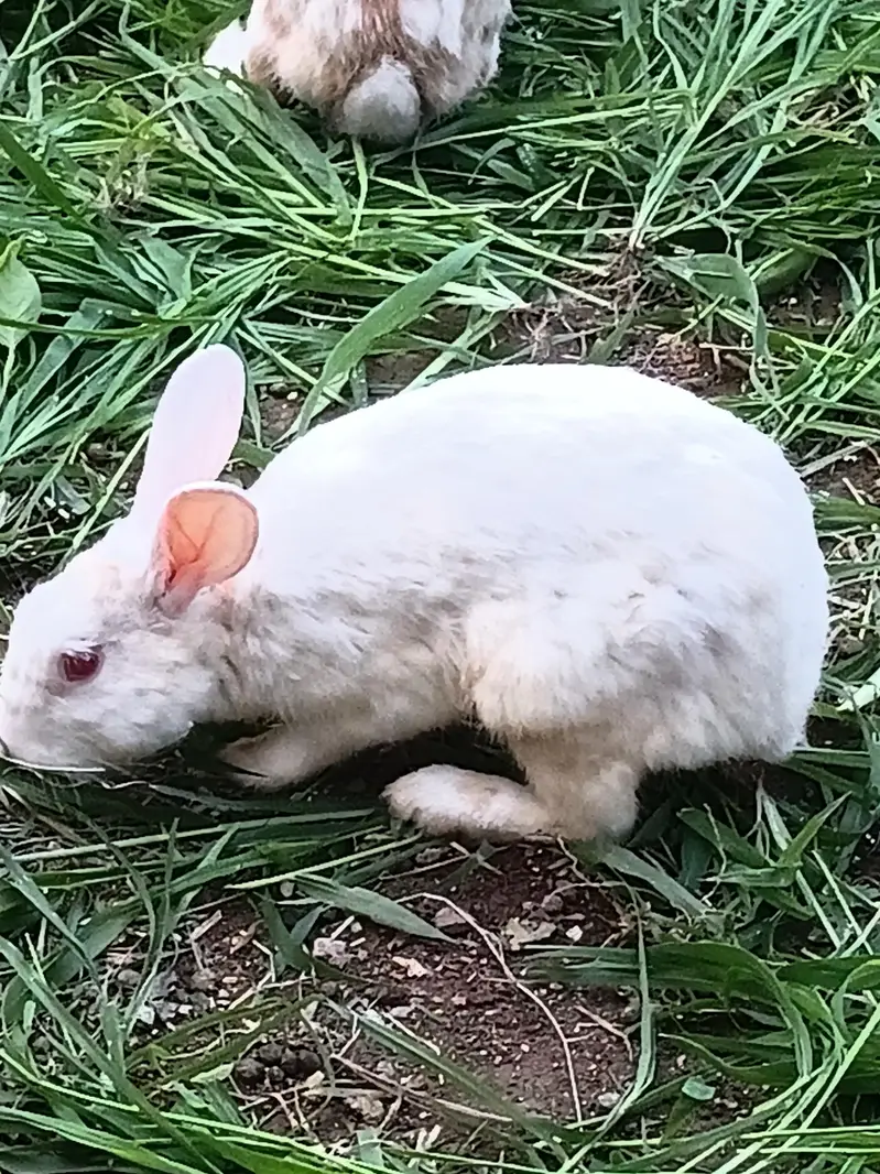 red eyes white rabbit — photo 2