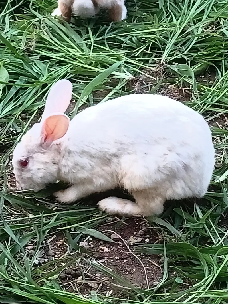 red eyes white rabbit — photo 3