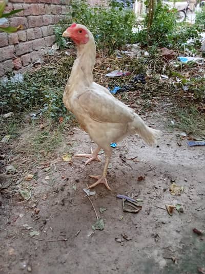 Heera Aseel murgi