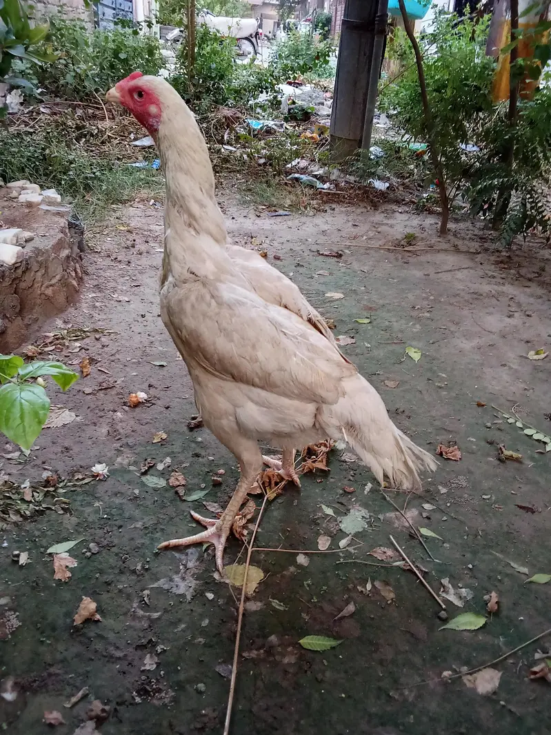 Heera Aseel murgi — photo 2