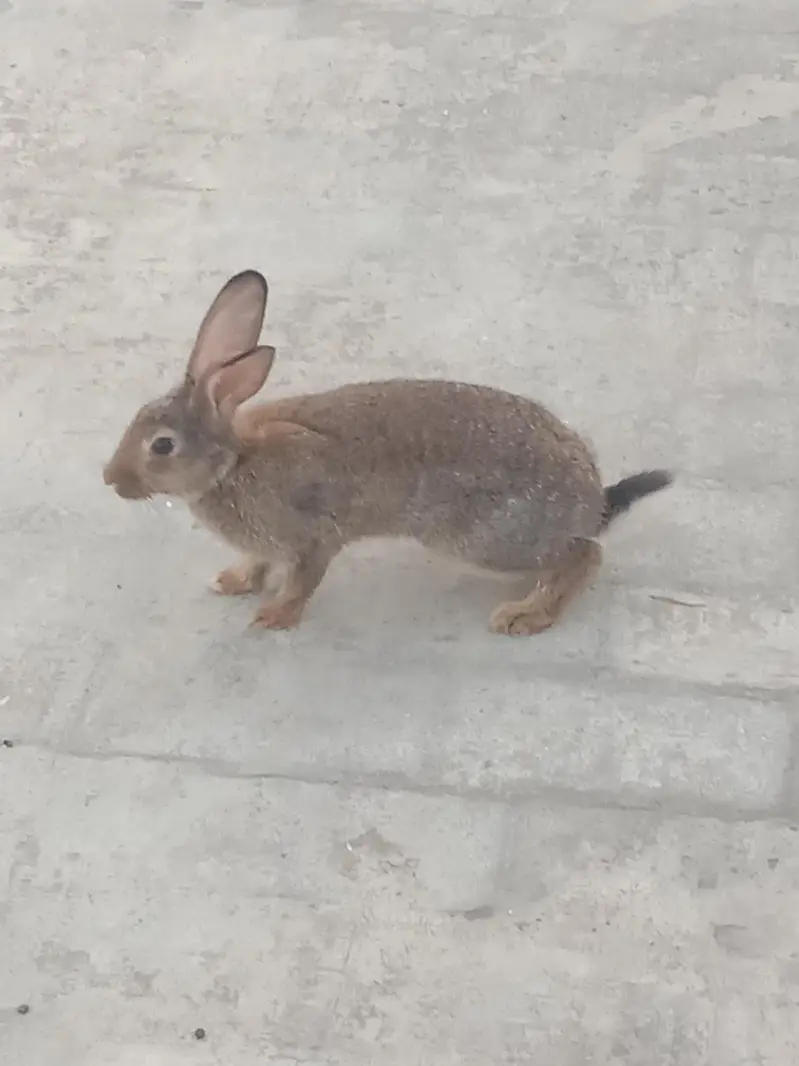 rabbit breeder pair for sale 03224186572 — photo 2