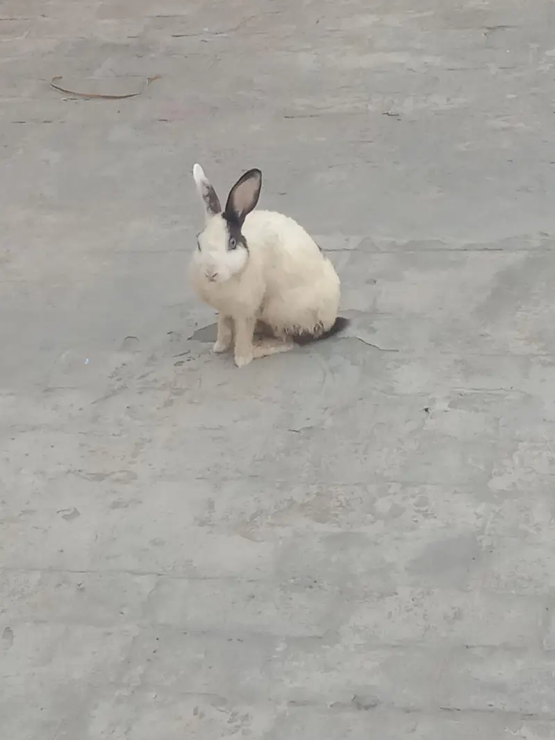 rabbit breeder pair for sale 03224186572 — photo 3