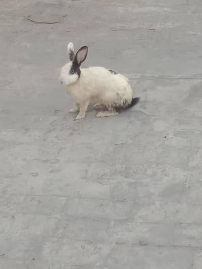 rabbit breeder male for sale 03224186572