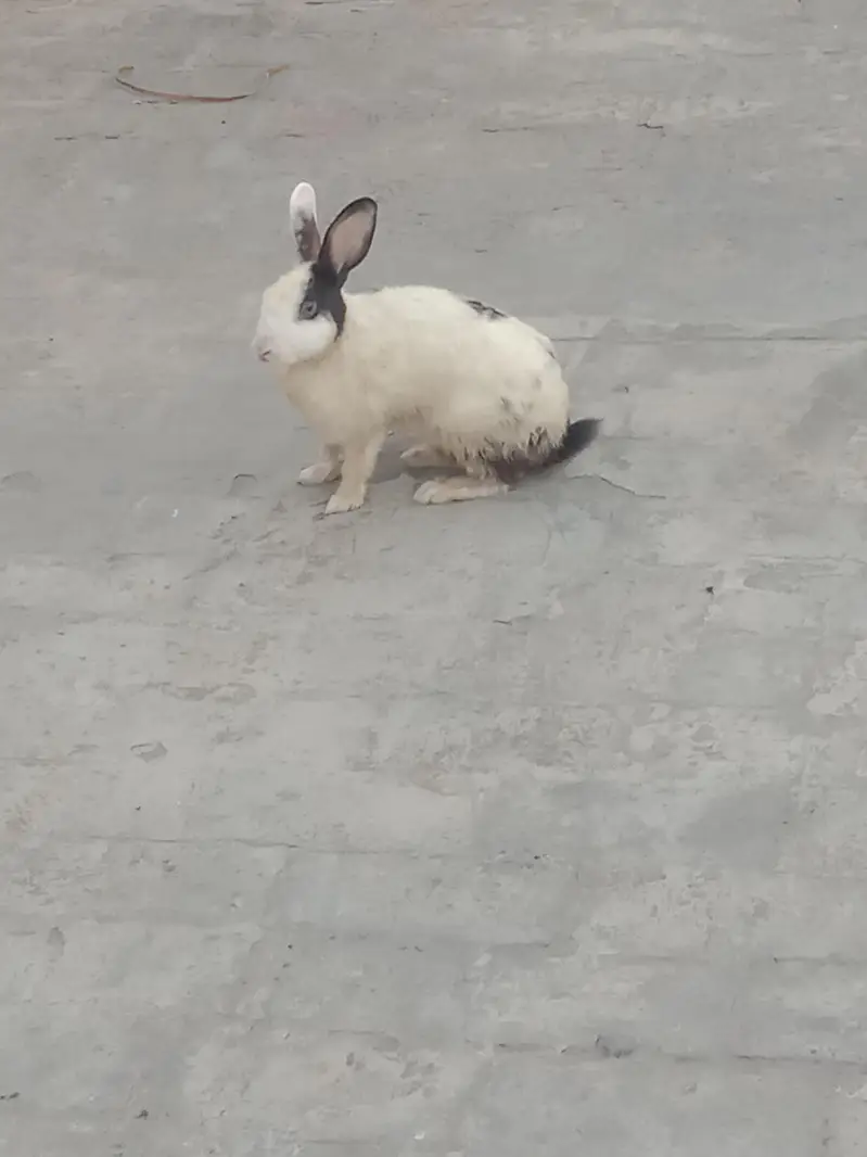 rabbit breeder pair for sale 03224186572 — photo 4