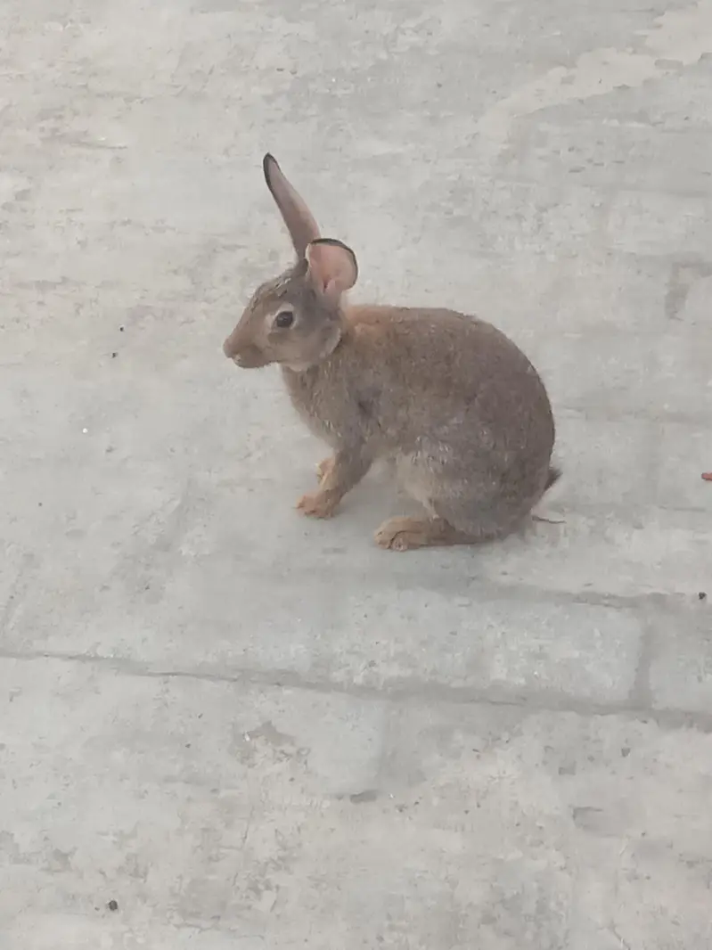 rabbit breeder pair for sale 03224186572 — photo 5