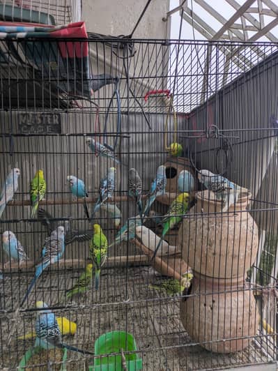 Australian Parrots