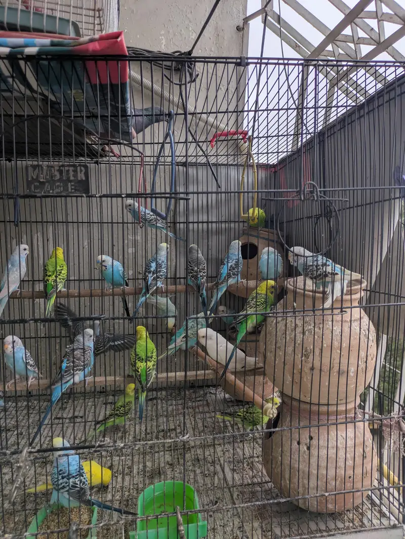Australian Parrots