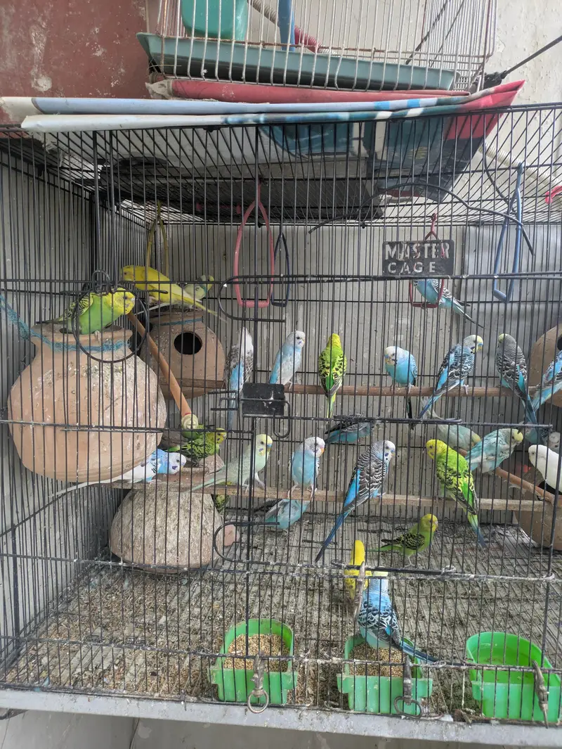 Australian Parrots — photo 2