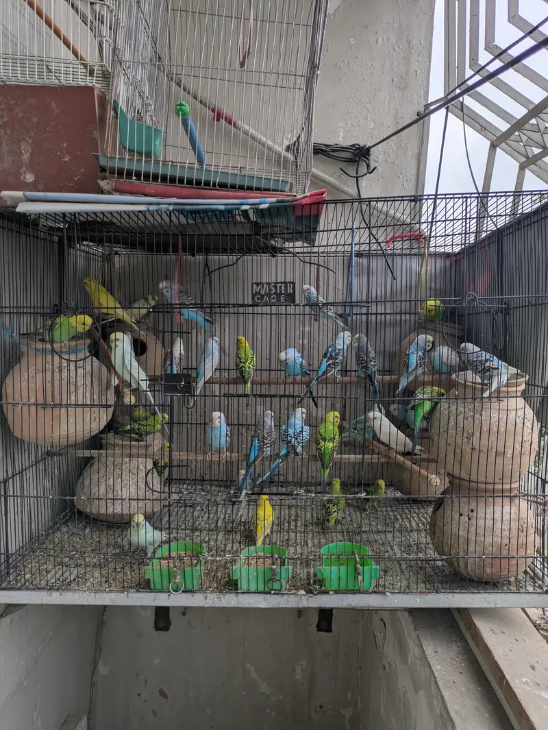 Australian Parrots — photo 3