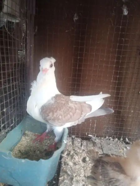 setinat chiks — photo 3