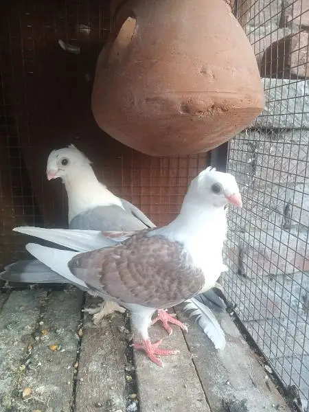 setinat chiks — photo 4