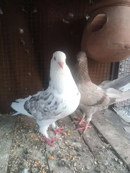 setinat chiks — photo 10