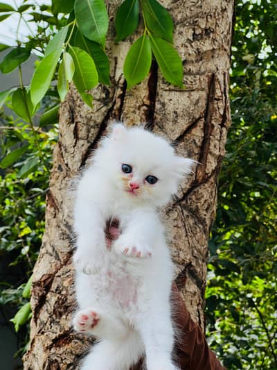 paki face Kitten for sale