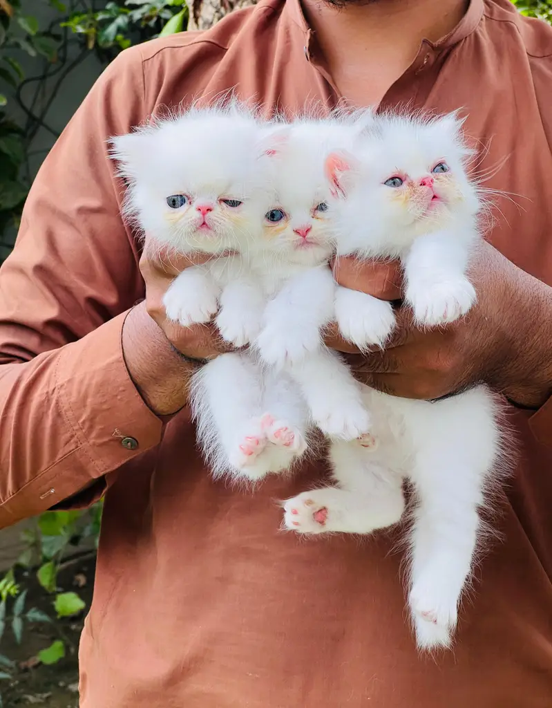 paki face Kitten for sale — photo 2