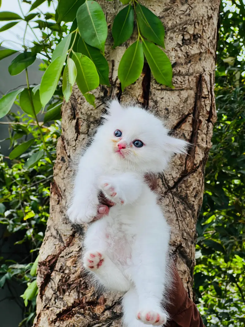 paki face Kitten for sale — photo 3
