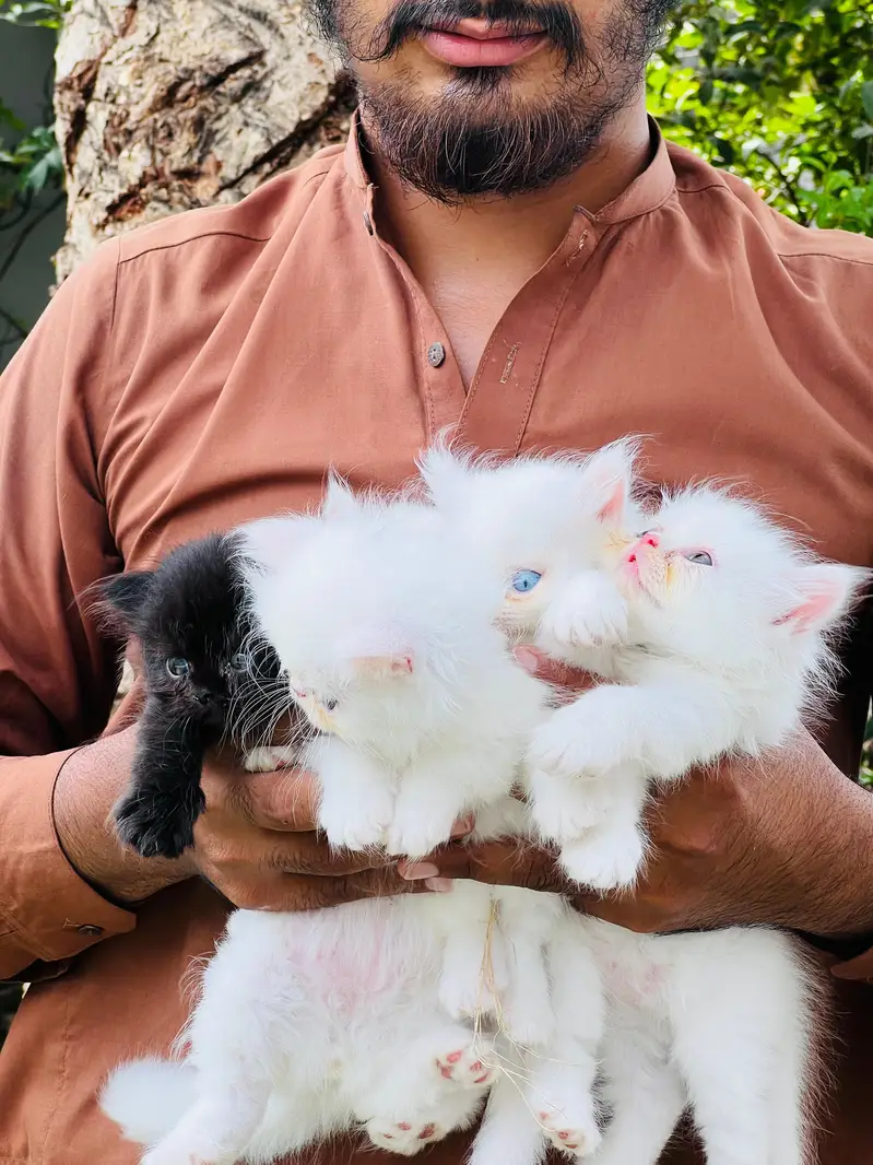 paki face Kitten for sale — photo 4