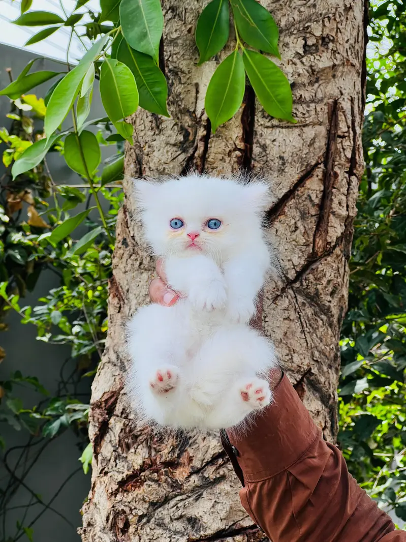 paki face Kitten for sale — photo 5