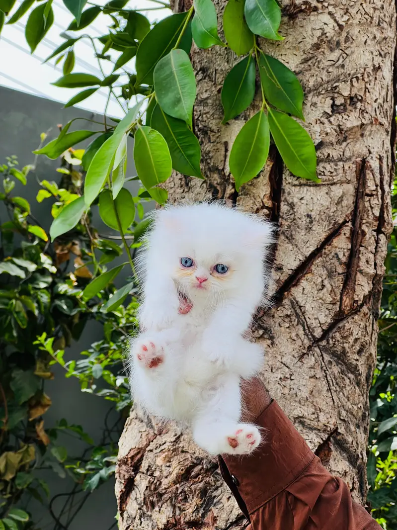 paki face Kitten for sale — photo 6