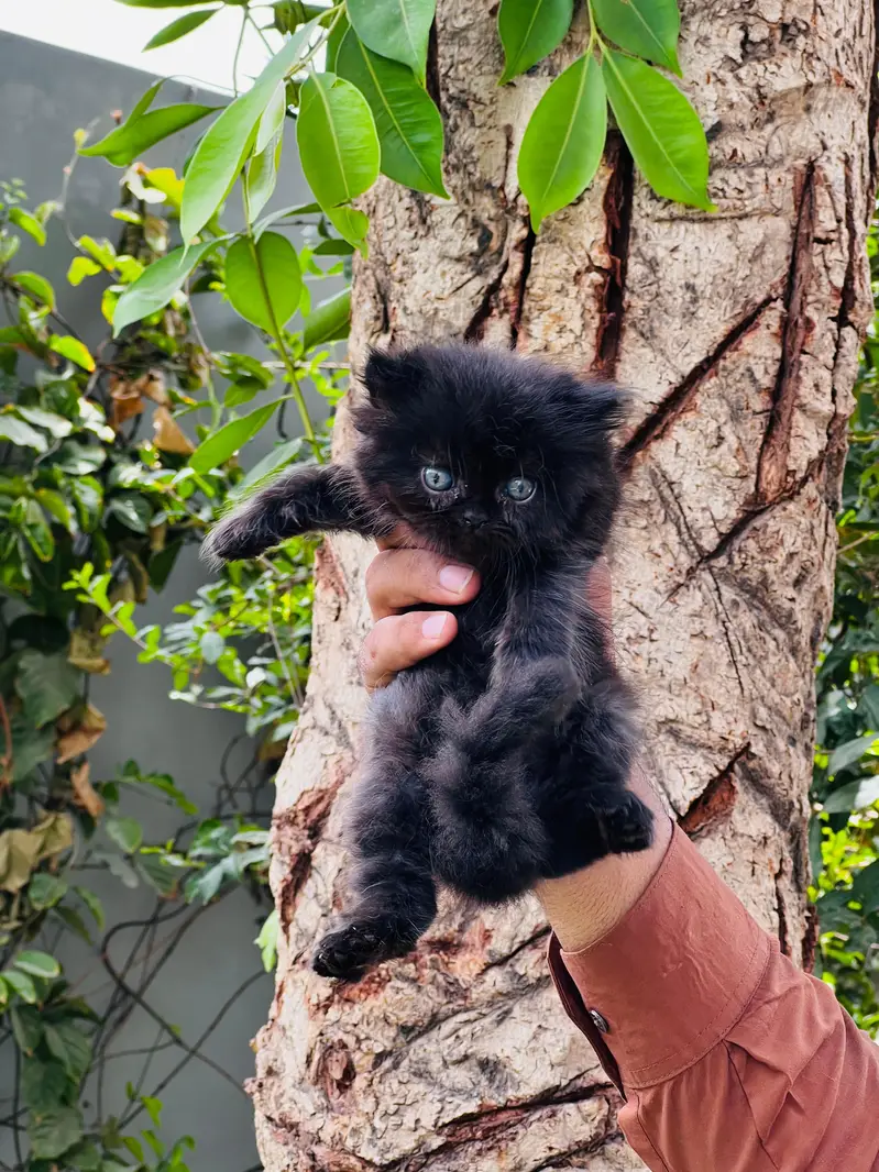 paki face Kitten for sale — photo 7