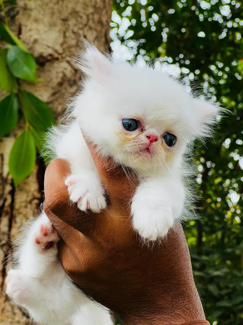 paki face Kitten for sale — photo 8