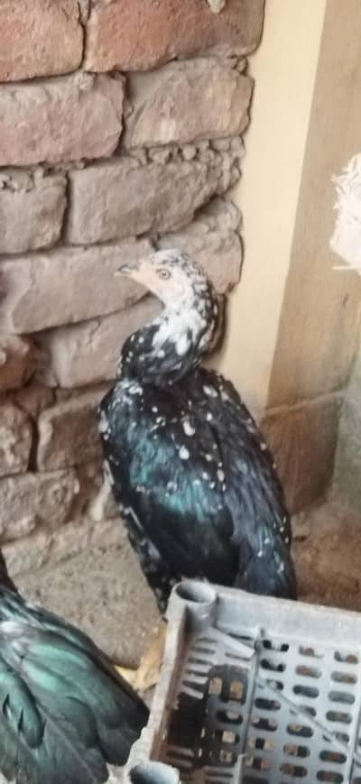 aseel mhushka lasani Female