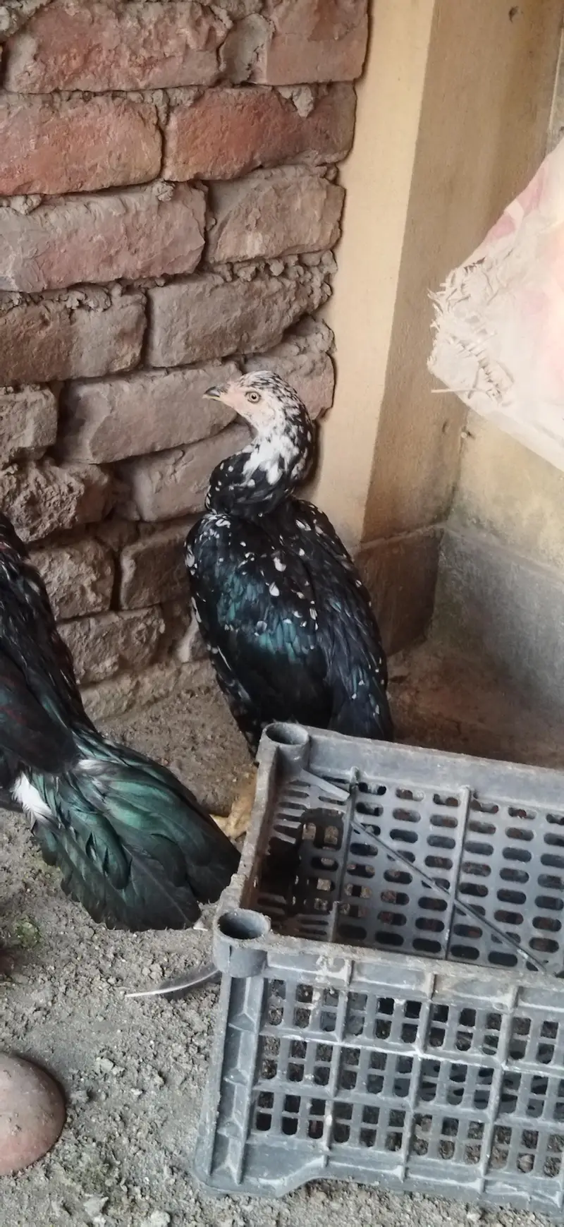 aseel mhushka lasani Female — photo 2