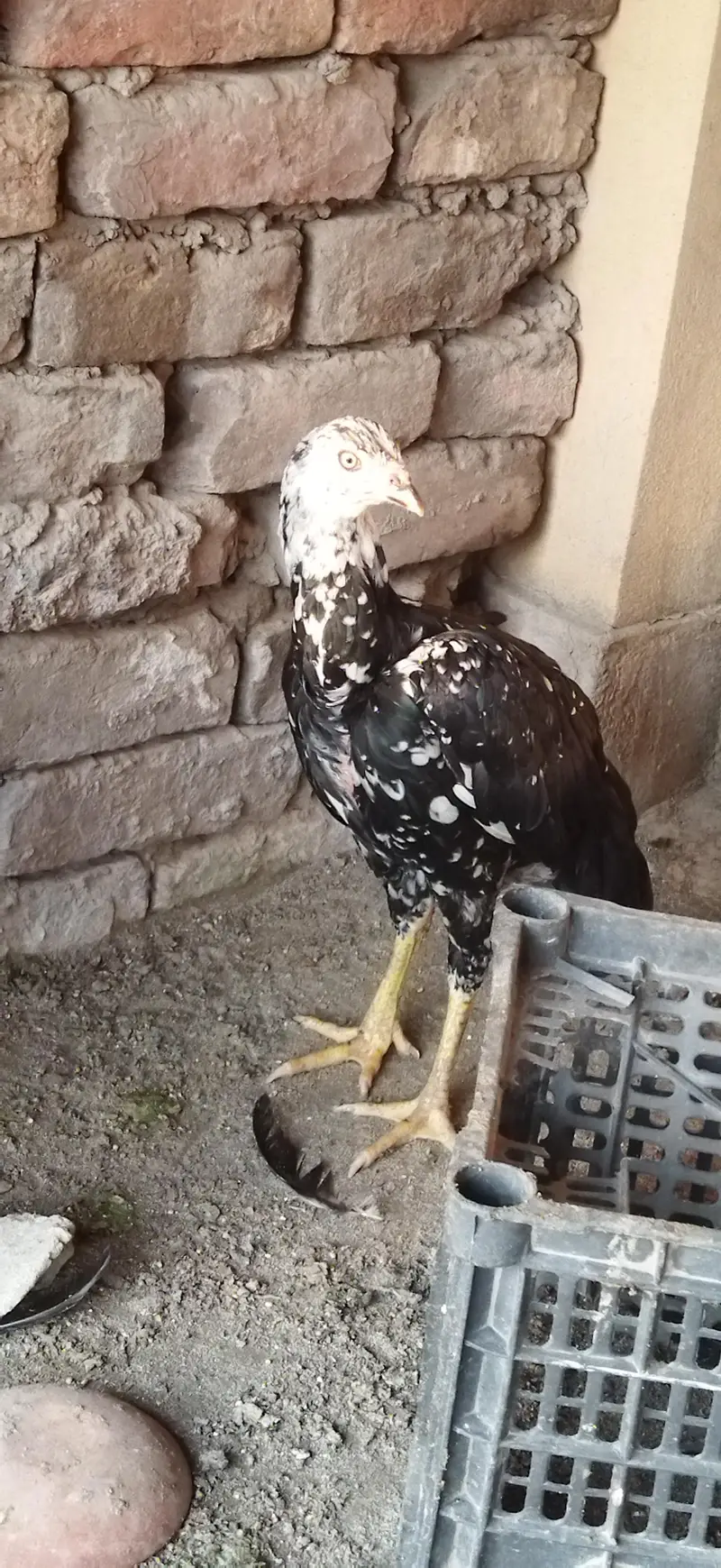 aseel mhushka lasani Female — photo 3
