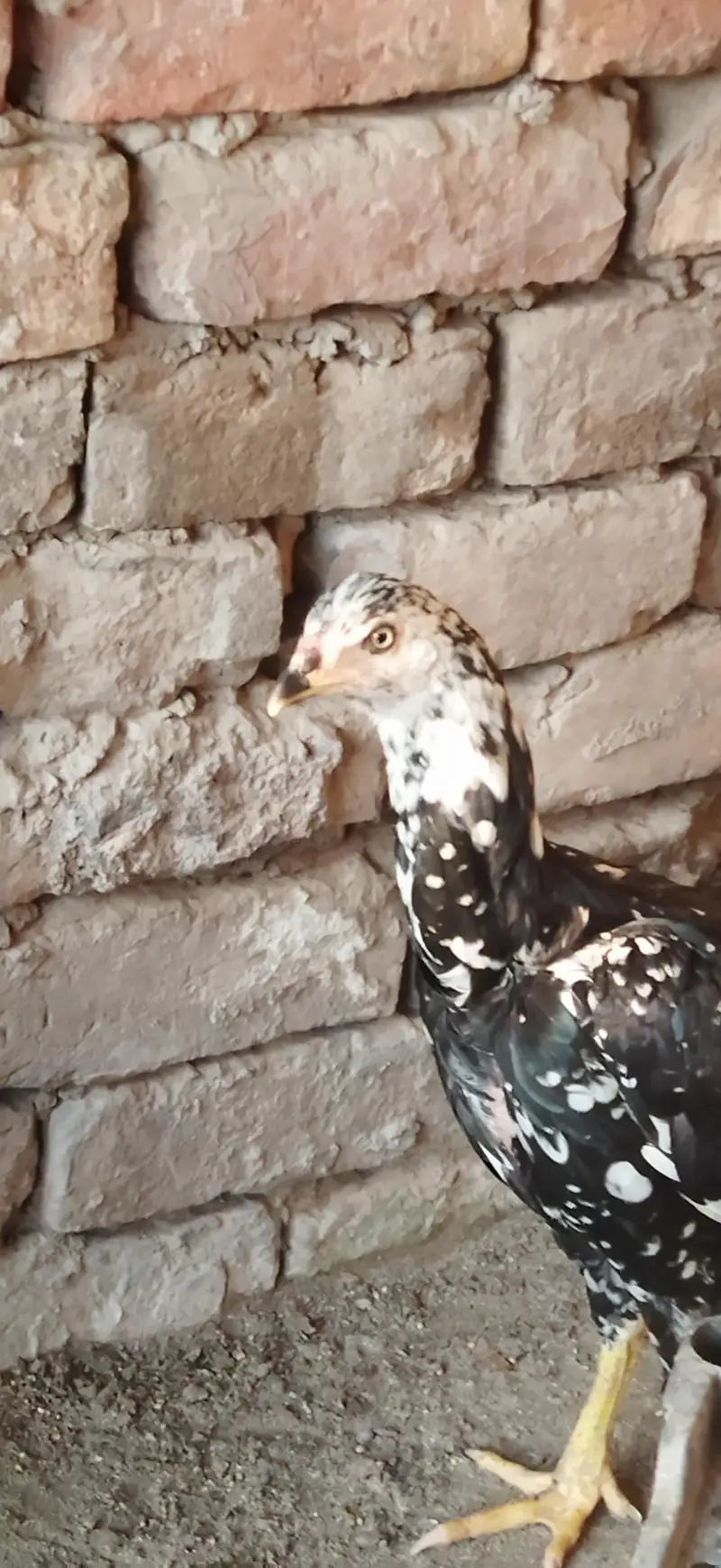aseel mhushka lasani Female — photo 4