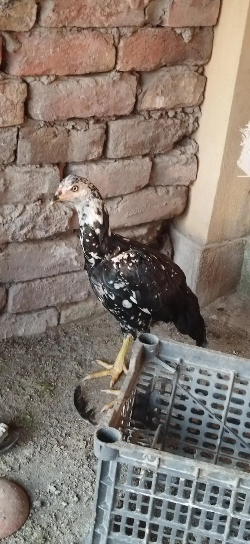 aseel mhushka lasani Female — photo 5