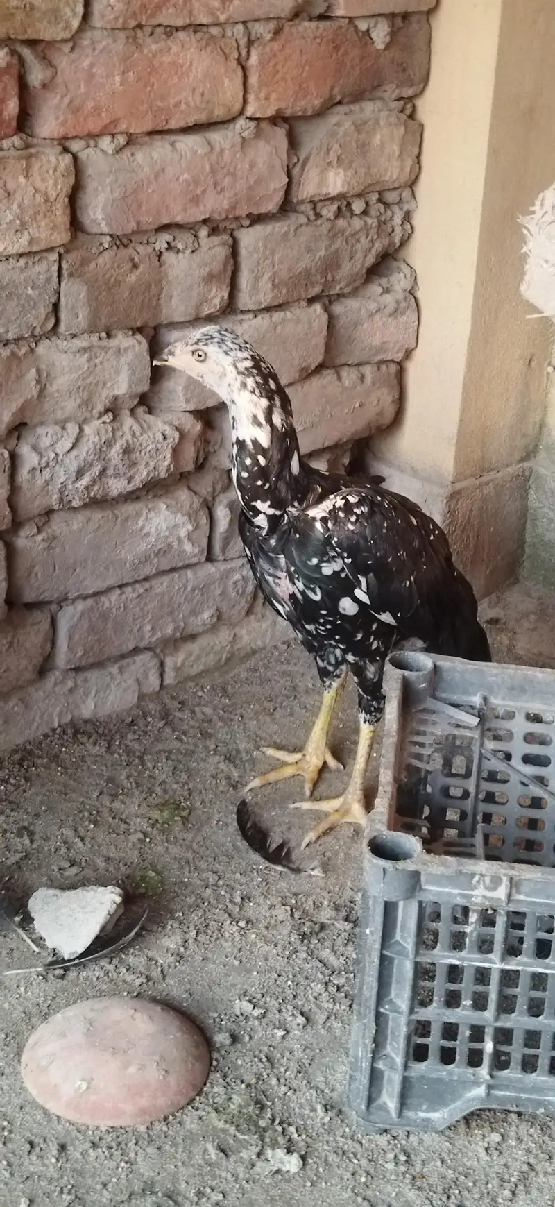 aseel mhushka lasani Female — photo 6