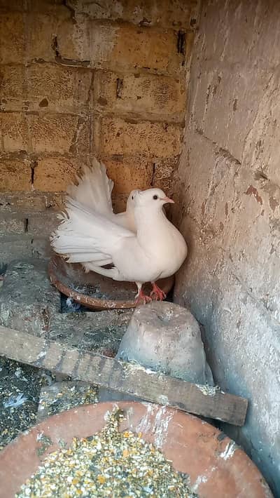 pigeon pair