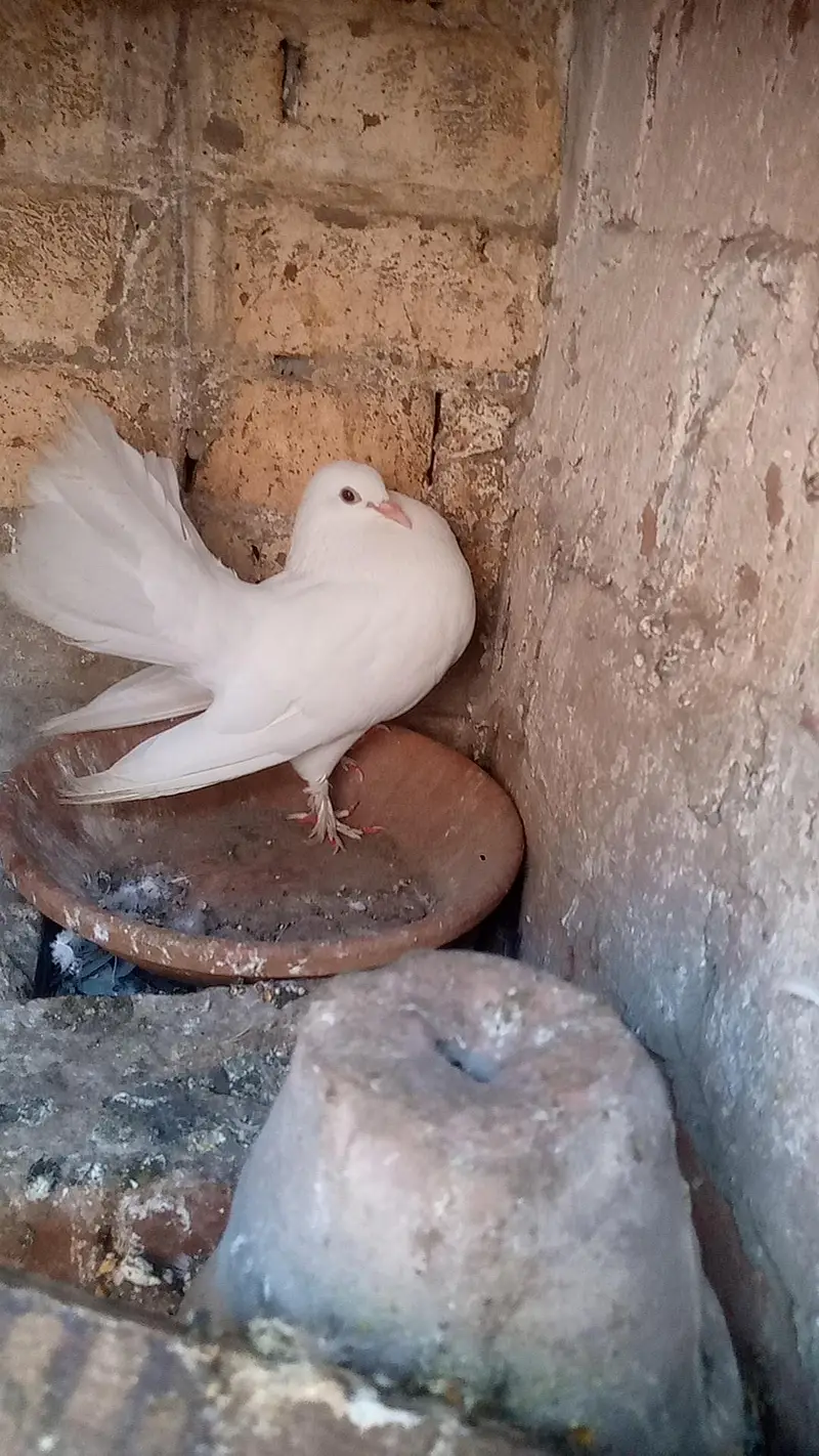 pigeon pair — photo 2