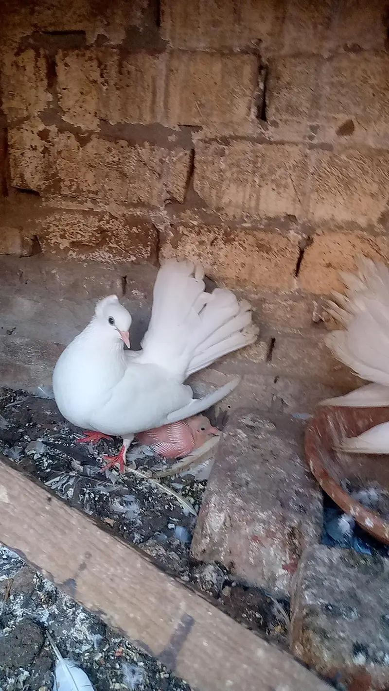 pigeon pair — photo 3