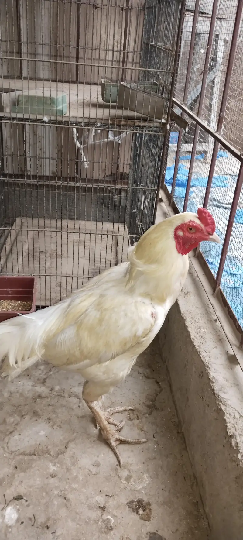 paper white heera aseel — photo 2