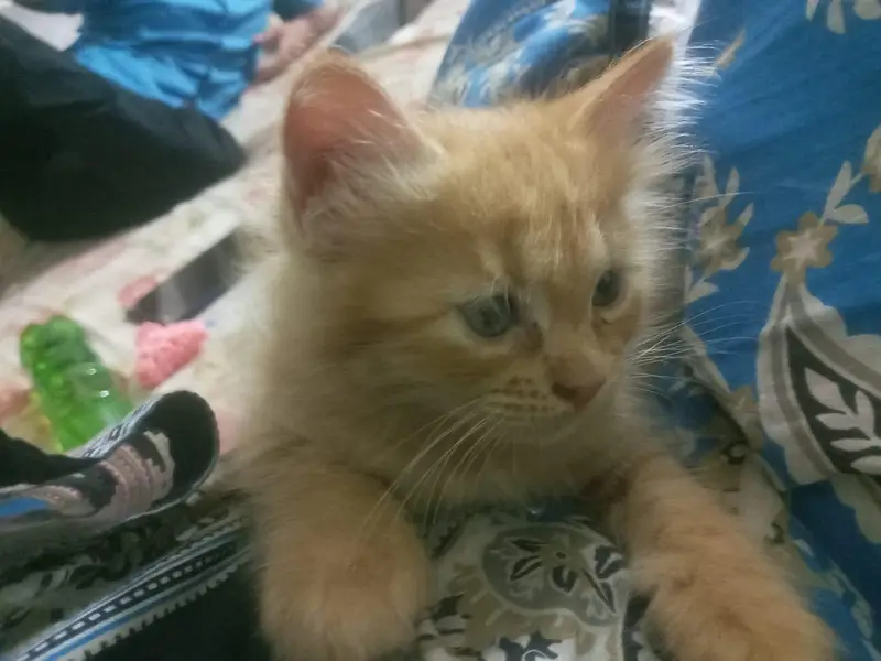 persian mix bread kittens ready to adopt — photo 3