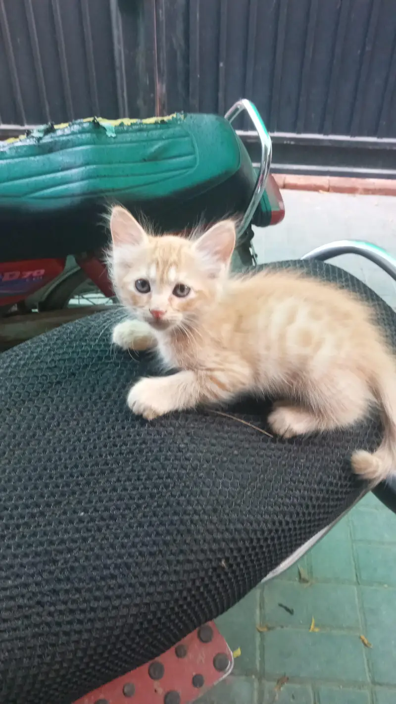 persian mix bread kittens ready to adopt — photo 4