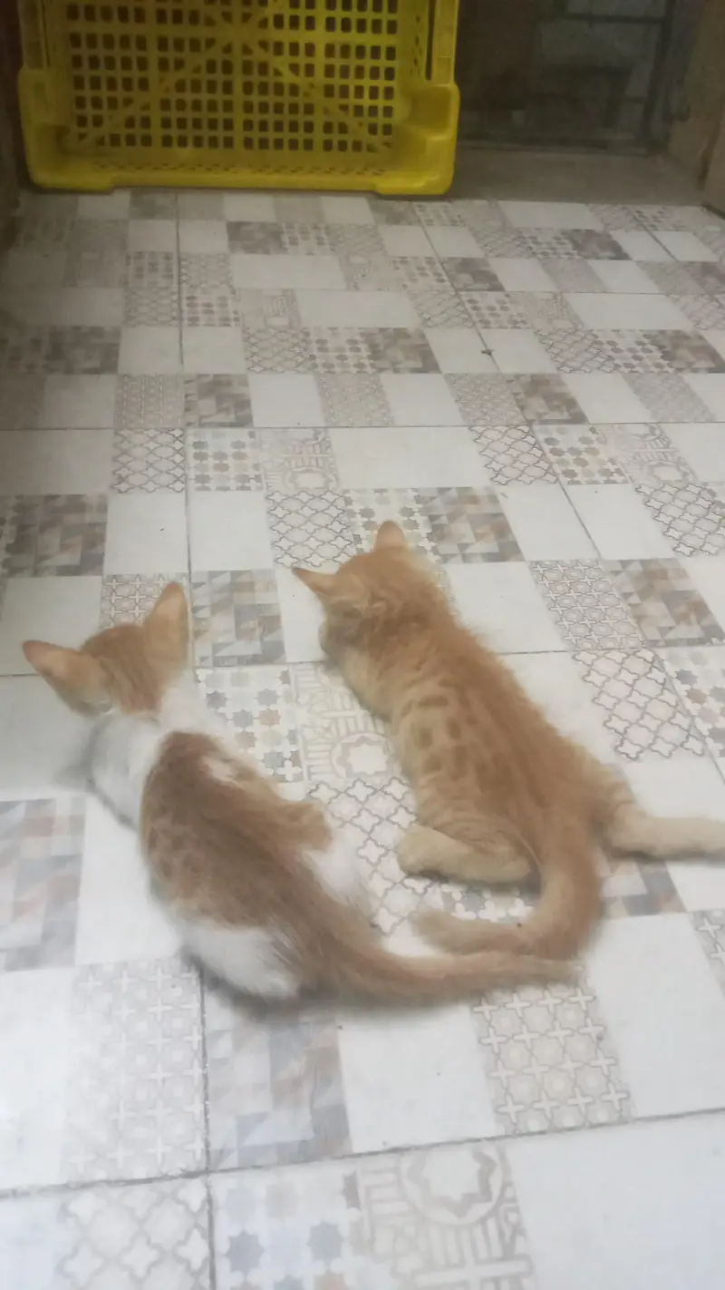 persian mix bread kittens ready to adopt — photo 5