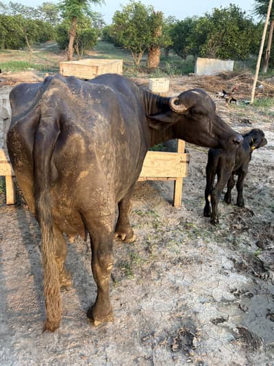 Buffalo | Pehlan Jhotti | Cattle