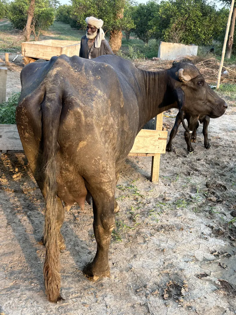 Buffalo | Pehlan Jhotti | Cattle — photo 2