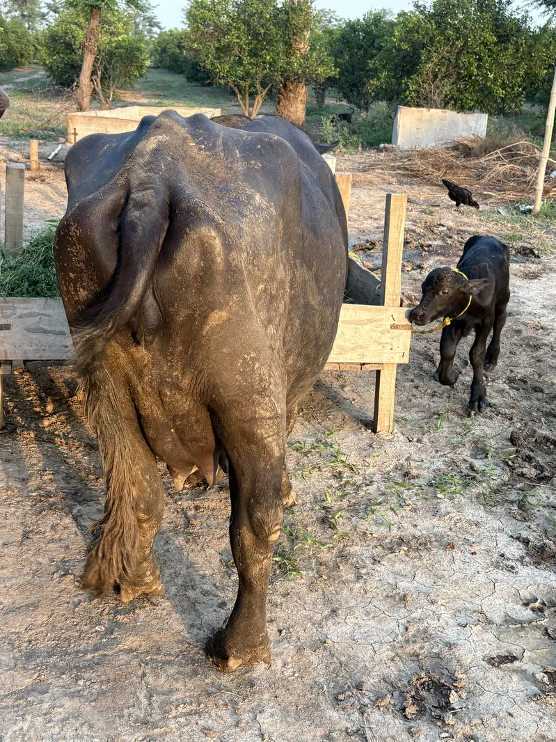 Buffalo | Pehlan Jhotti | Cattle — photo 3