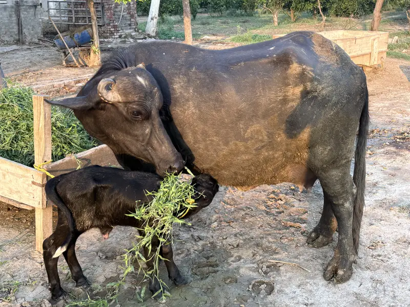Buffalo | Pehlan Jhotti | Cattle — photo 4