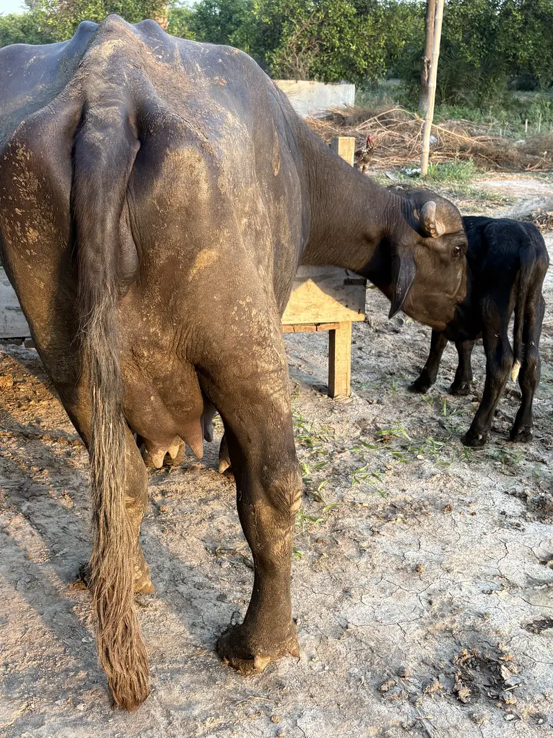 Buffalo | Pehlan Jhotti | Cattle — photo 5