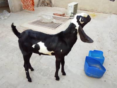 2 dant Bakra for sell