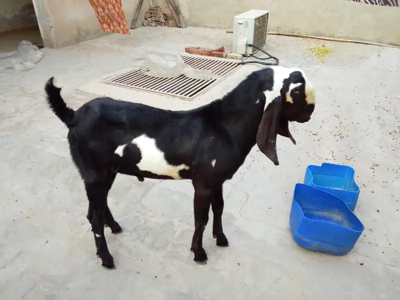 2 dant Bakra for sell — photo 2