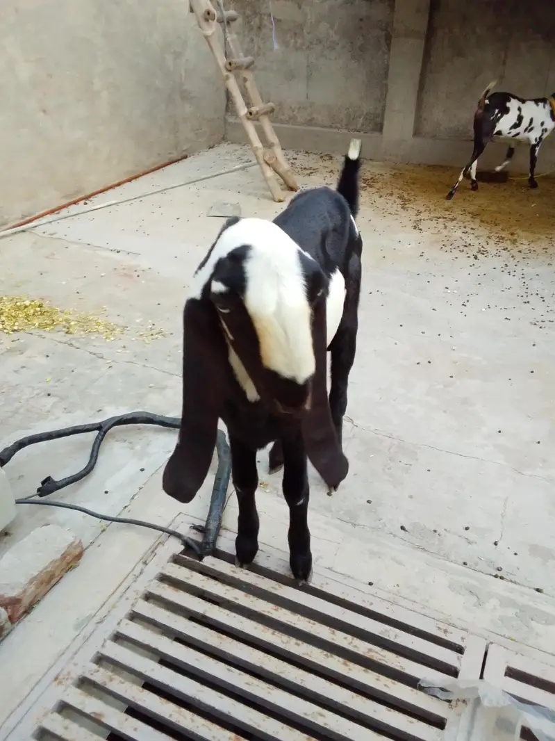 2 dant Bakra for sell — photo 3