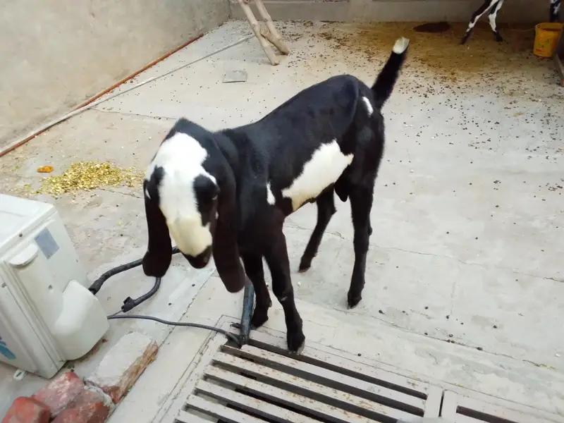 2 dant Bakra for sell — photo 4