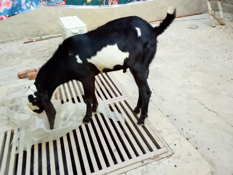 2 dant Bakra for sell — photo 5